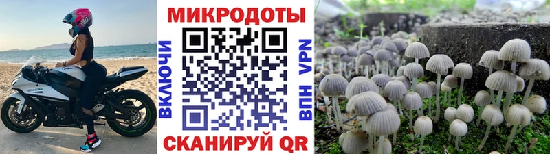 блэк спрут tor  даркнет какой сайт  Псилоцибиновые грибы Psilocybe  Салаир 